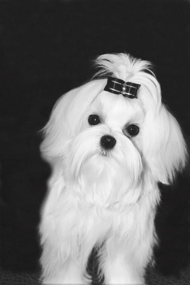 Maltese Puppies media 6