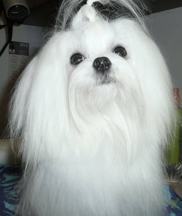 Maltese Puppies media 7