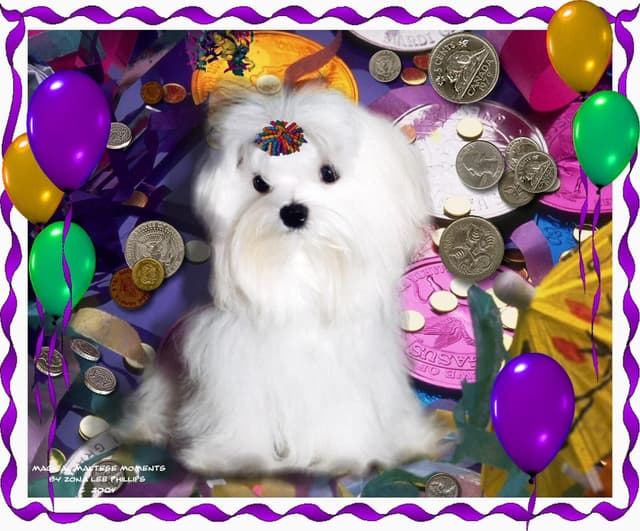 Maltese Puppies media 8