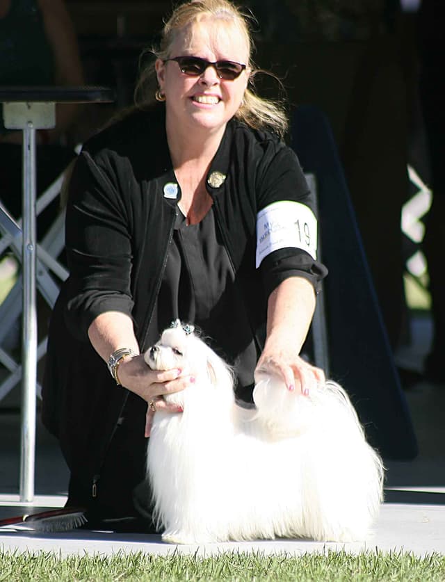 Maltese Puppies media 11