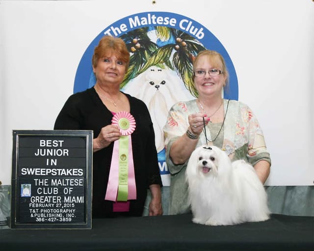 Maltese Puppies media 12