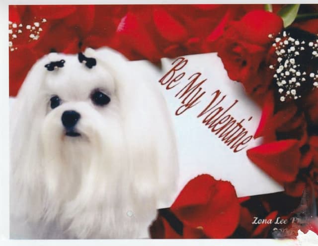 Maltese Puppies media 15