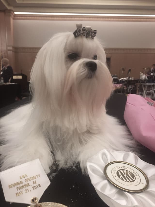 Maltese Puppies media 16