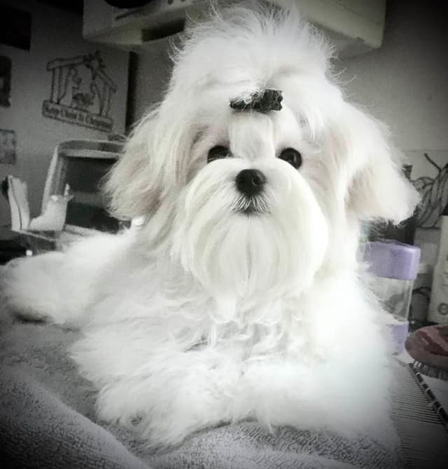 Maltese Puppies media 17