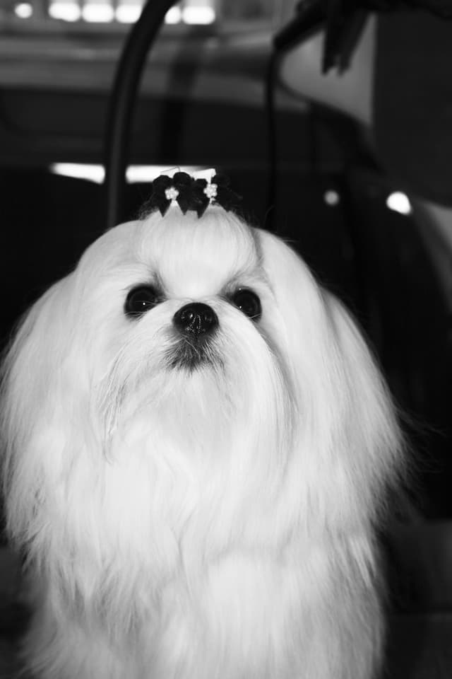 Maltese Puppies media 18