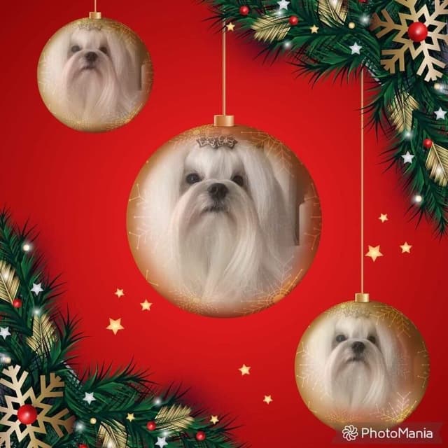 Maltese Puppies media 19