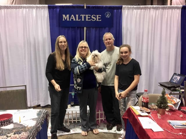 Maltese Puppies media 20