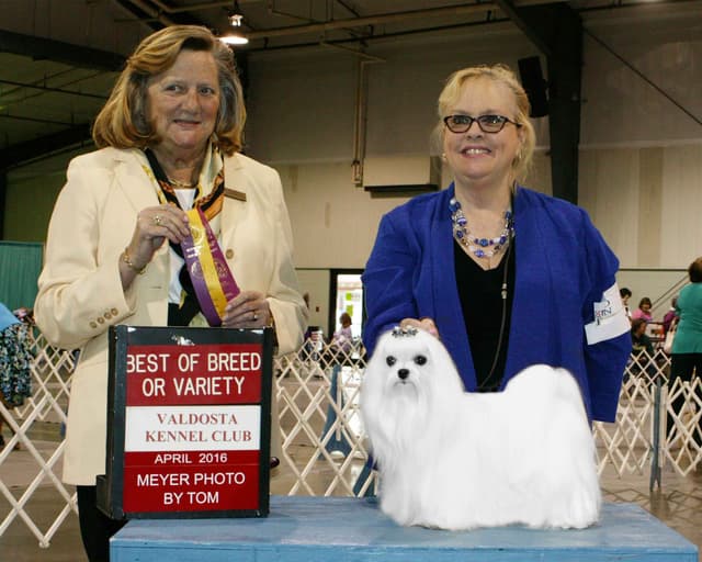 Maltese Puppies media 25