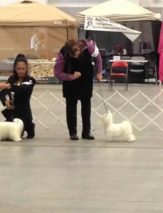 Maltese Puppies media 26