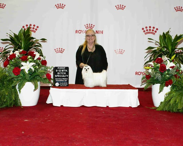 Maltese Puppies media 28