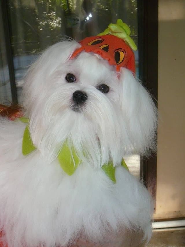 Maltese Puppies media 29
