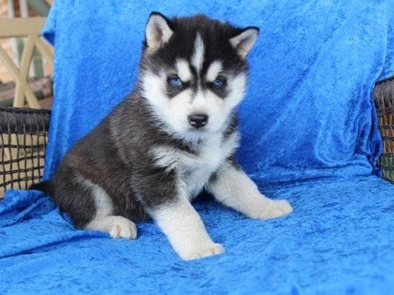 Siberian Husky Puppies - (509)680-0180 - Blue Eyes breeder image 12