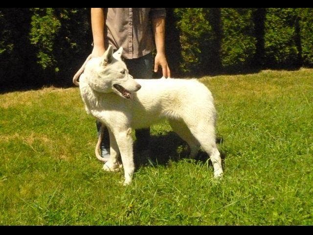 Siberian Husky Puppies - (509)680-0180 - Blue Eyes breeder image 13