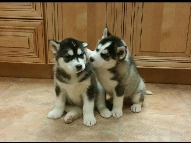 Siberian Husky Puppies - (509)680-0180 - Blue Eyes breeder image 2