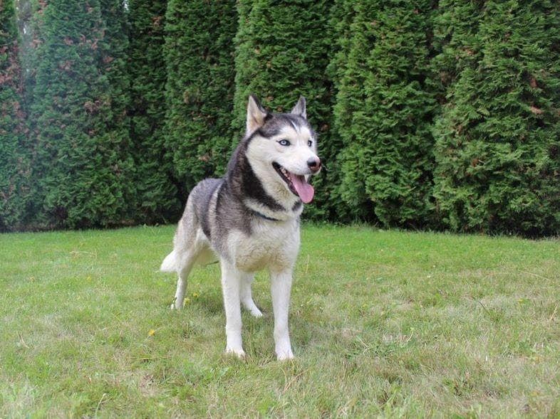 Siberian Husky Puppies - (509)680-0180 - Blue Eyes breeder image 11