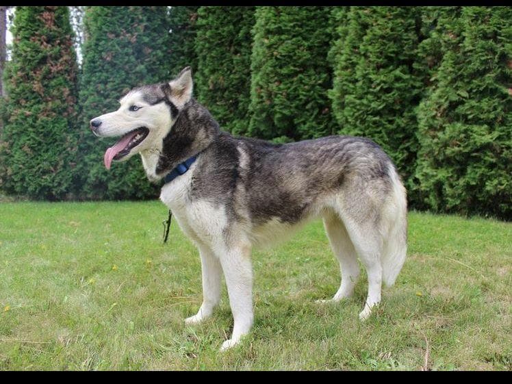 Siberian Husky Puppies - (509)680-0180 - Blue Eyes breeder image 10