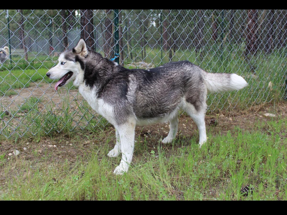 Siberian Husky Puppies - (509)680-0180 - Blue Eyes breeder image 9