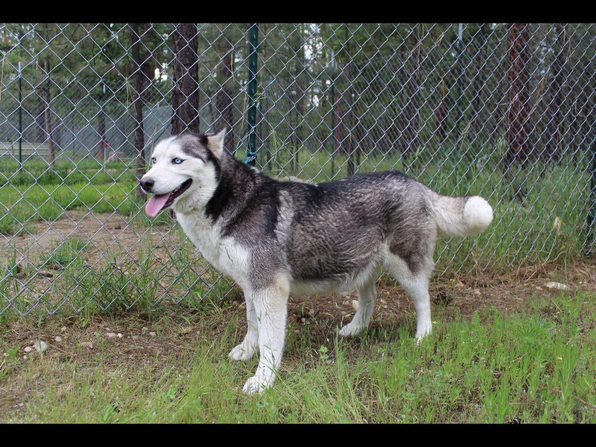 Siberian Husky Puppies - (509)680-0180 - Blue Eyes breeder image 8