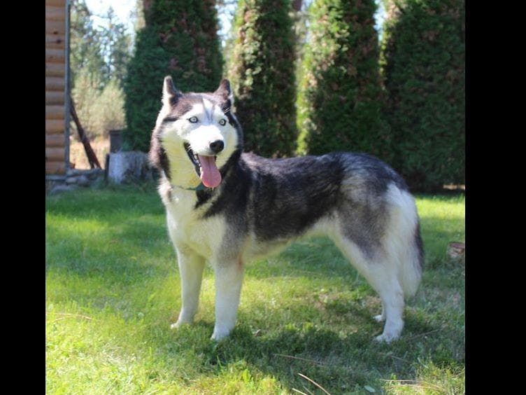 Siberian Husky Puppies - (509)680-0180 - Blue Eyes breeder image 7
