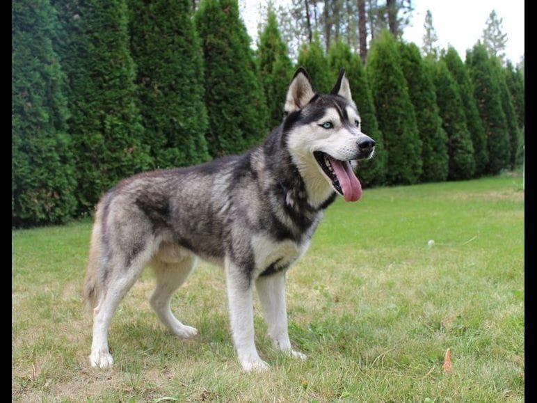 Siberian Husky Puppies - (509)680-0180 - Blue Eyes breeder image 6
