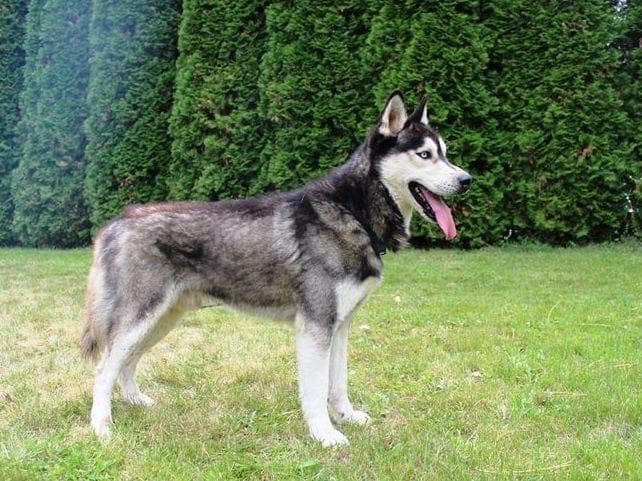 Siberian Husky Puppies - (509)680-0180 - Blue Eyes breeder image 3