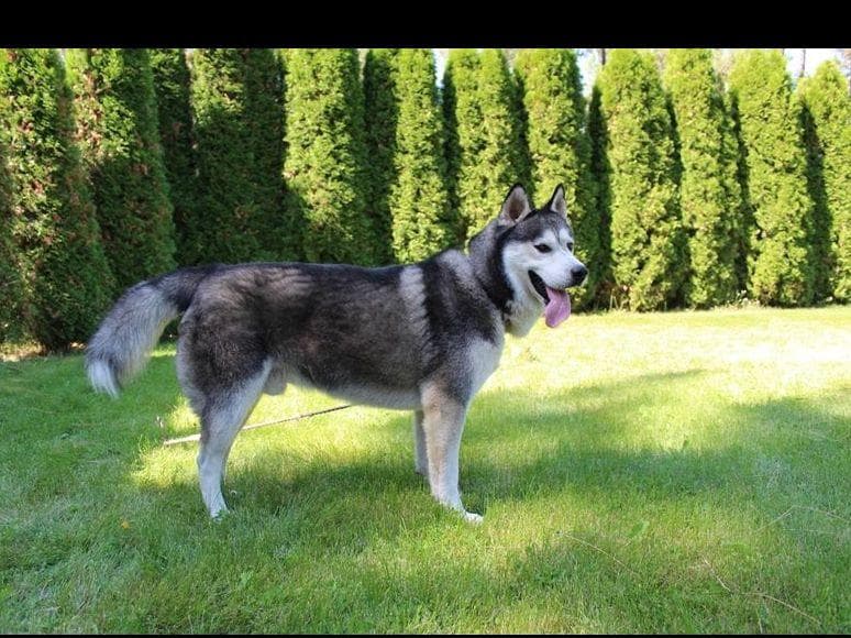 Siberian Husky Puppies - (509)680-0180 - Blue Eyes breeder image 5