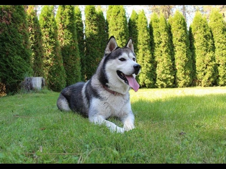 Siberian Husky Puppies - (509)680-0180 - Blue Eyes breeder image 4