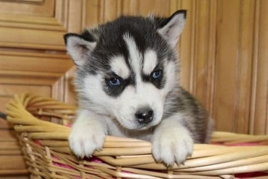 Siberian Husky Puppies - (509)680-0180 - Blue Eyes breeder image 14