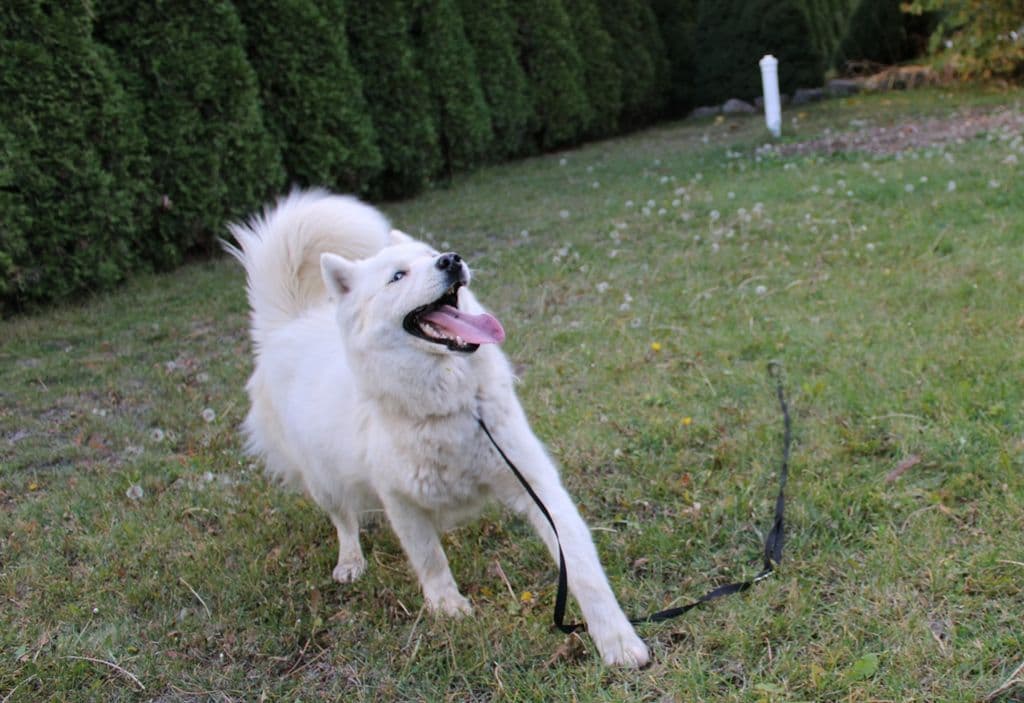 Siberian Husky Puppies - (509)680-0180 - Blue Eyes breeder image 16