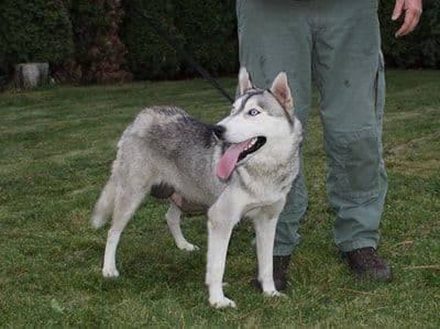 Siberian Husky Puppies - (509)680-0180 - Blue Eyes breeder image 17