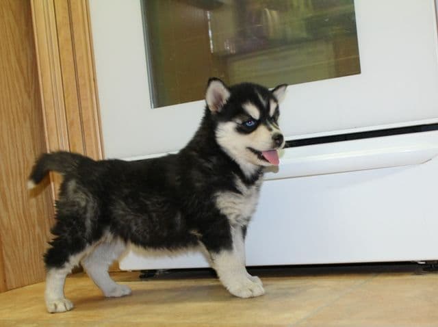 Siberian Husky Puppies - (509)680-0180 - Blue Eyes breeder image 18