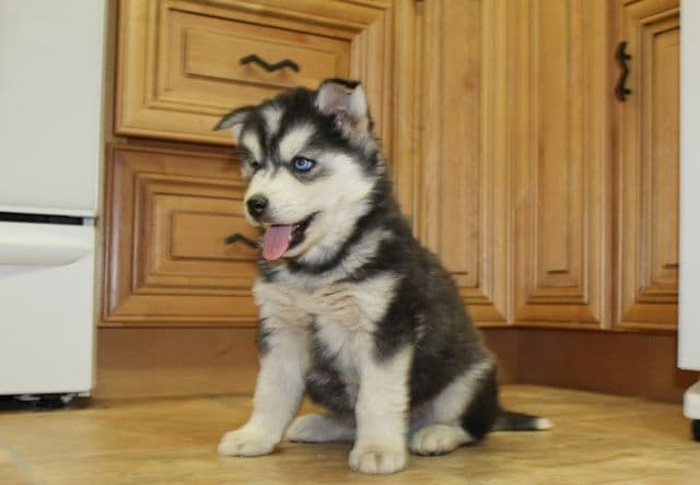 Siberian Husky Puppies - (509)680-0180 - Blue Eyes breeder image 19