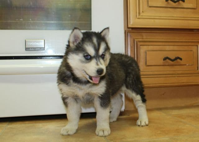 Siberian Husky Puppies - (509)680-0180 - Blue Eyes breeder image 20