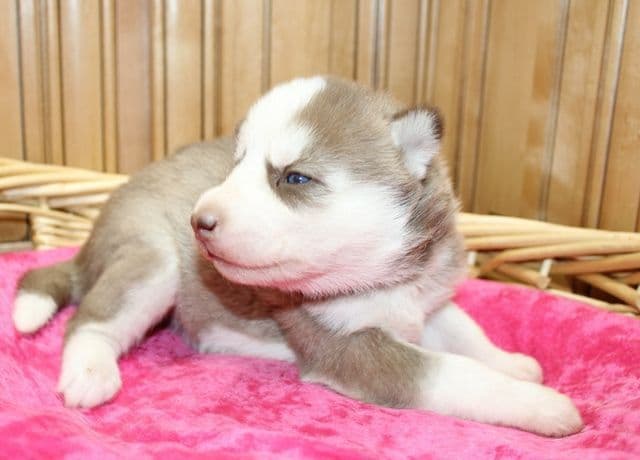 Siberian Husky Puppies - (509)680-0180 - Blue Eyes breeder image 23