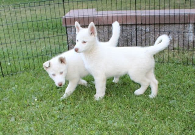 Siberian Husky Puppies - (509)680-0180 - Blue Eyes breeder image 24
