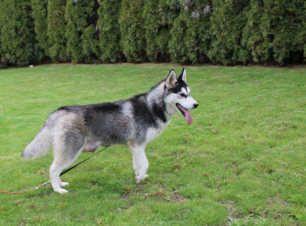 Siberian Husky Puppies - (509)680-0180 - Blue Eyes breeder image 25