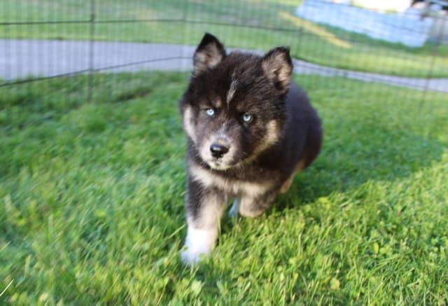 Siberian Husky Puppies - (509)680-0180 - Blue Eyes media 2
