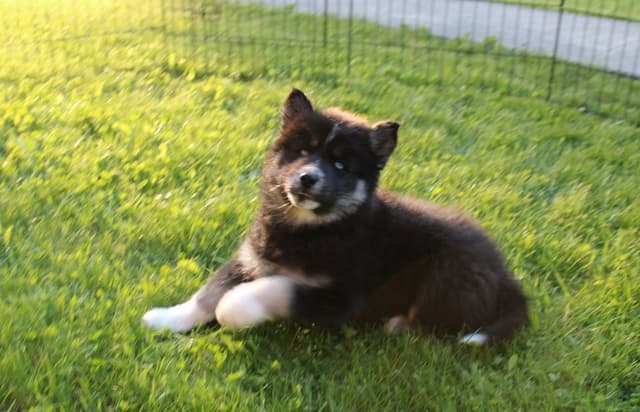 Siberian Husky Puppies - (509)680-0180 - Blue Eyes media 3