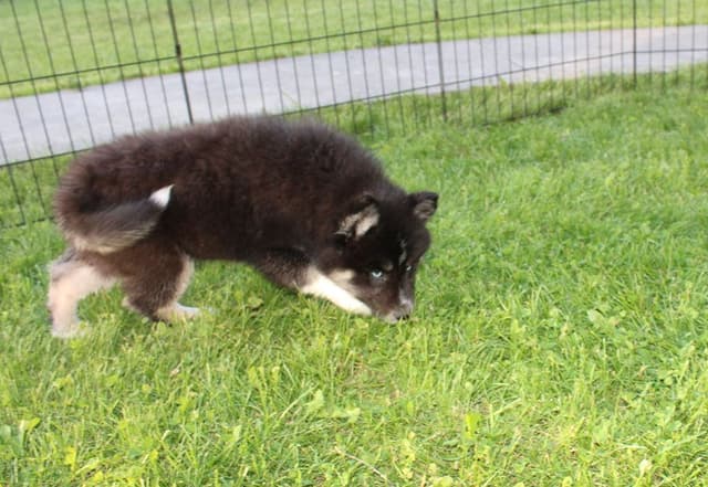 Siberian Husky Puppies - (509)680-0180 - Blue Eyes media 4