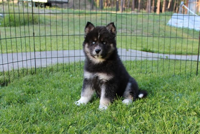 Siberian Husky Puppies - (509)680-0180 - Blue Eyes media 5