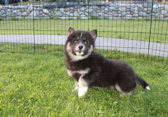 Siberian Husky Puppies - (509)680-0180 - Blue Eyes media 6