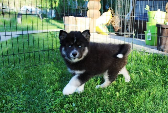 Siberian Husky Puppies - (509)680-0180 - Blue Eyes media 7
