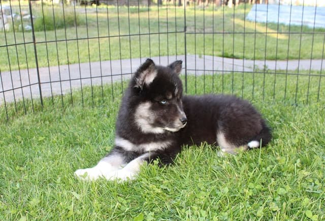 Siberian Husky Puppies - (509)680-0180 - Blue Eyes media 8