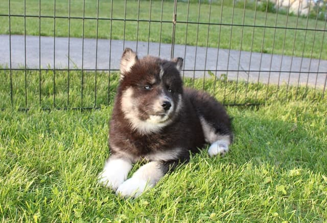 Siberian Husky Puppies - (509)680-0180 - Blue Eyes media 10
