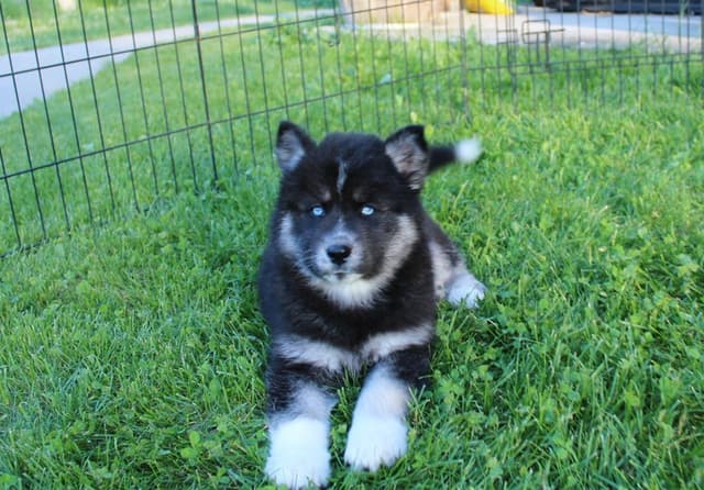 Siberian Husky Puppies - (509)680-0180 - Blue Eyes media 11