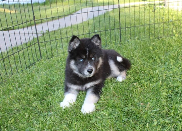 Siberian Husky Puppies - (509)680-0180 - Blue Eyes media 12