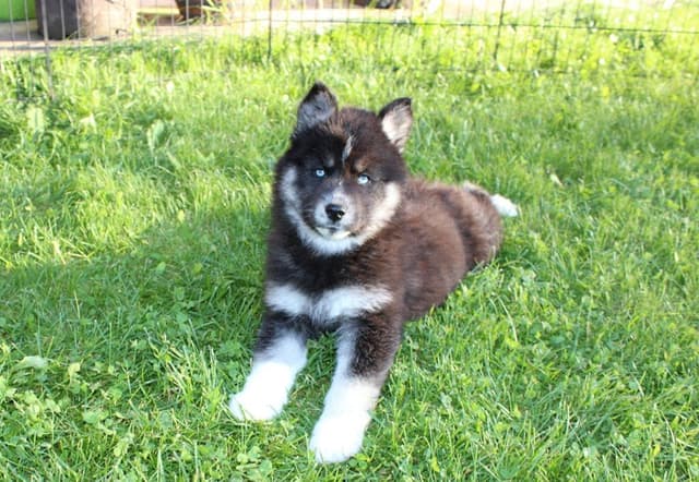 Siberian Husky Puppies - (509)680-0180 - Blue Eyes media 15