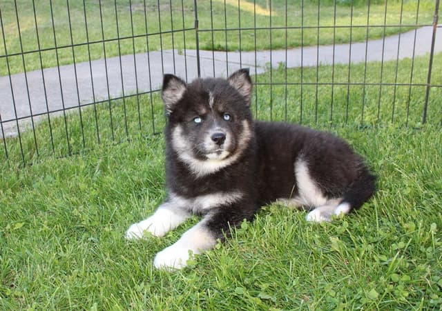 Siberian Husky Puppies - (509)680-0180 - Blue Eyes media 13