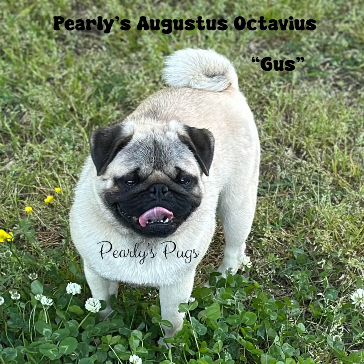 Pug Puppies breeder image 1