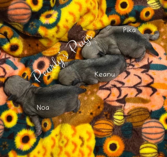 Pug Puppies media 4